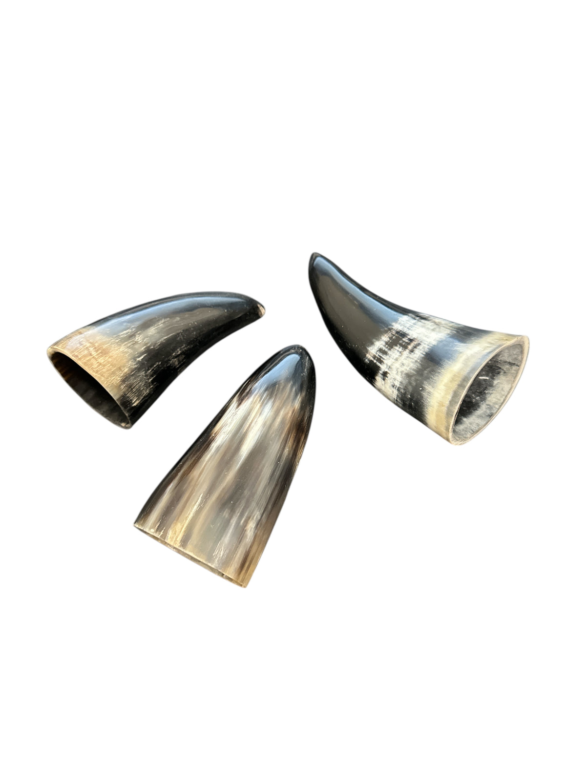 Polished Bull Horn 5"- 6" (1 Piece) Oke