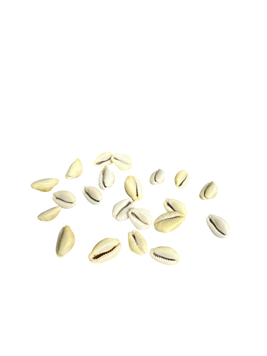 Closed Snails (21 cowries shells)