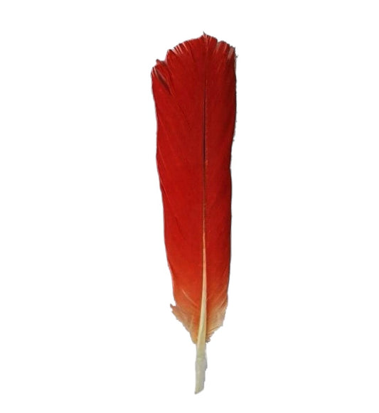 African Parrot Feather (1 Feather)