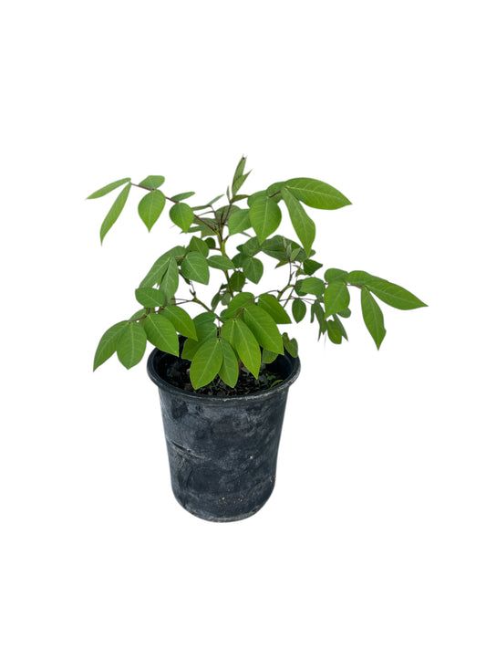Stinking Herb or Guanine Plant (Hedionda)