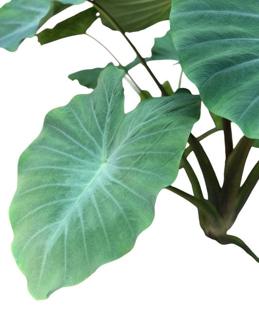 Fresh Malanga Leave (1 leave)
