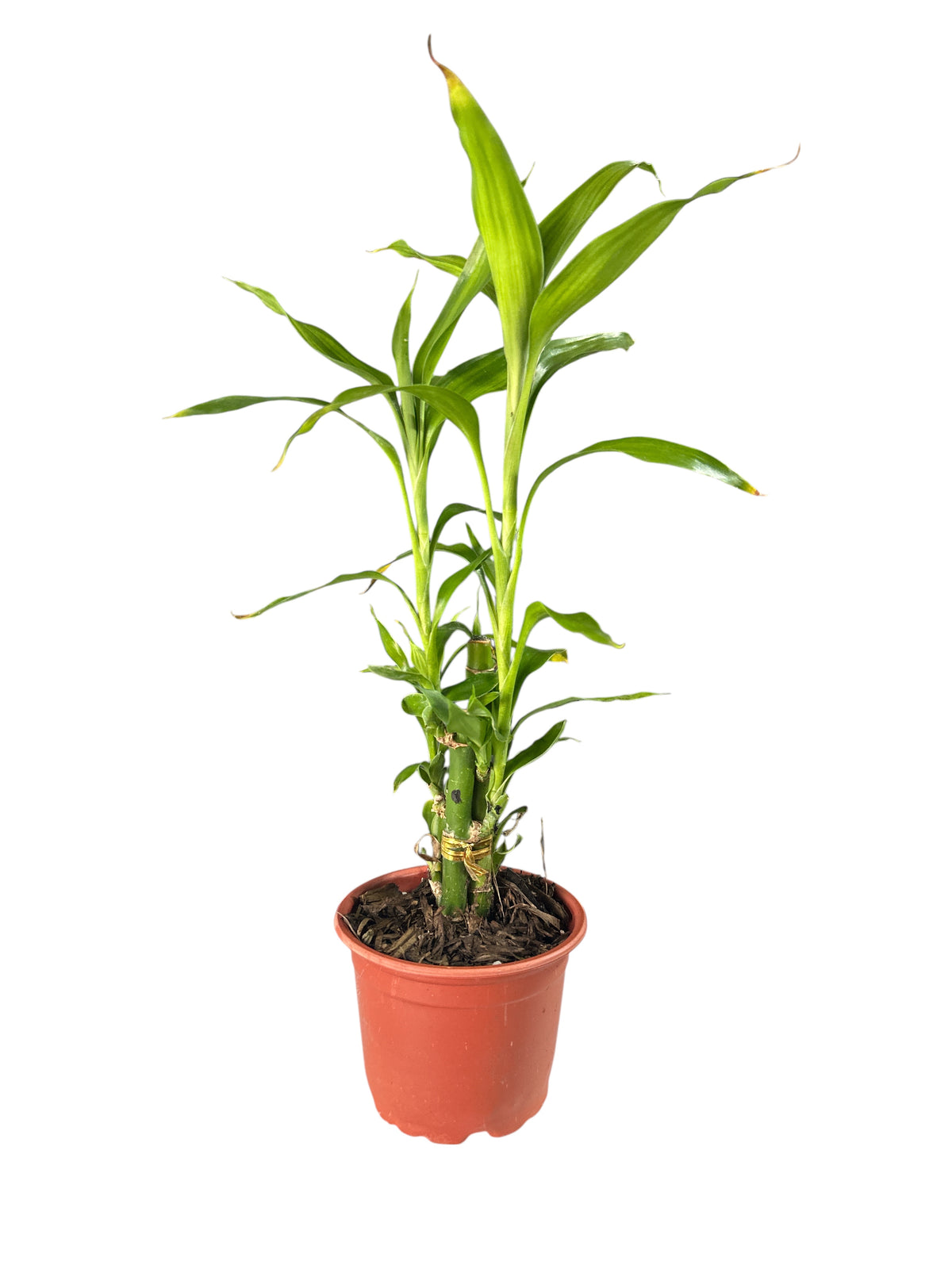 Bamboo Plant
