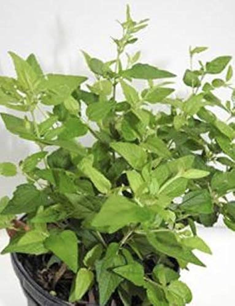 Opener Road Plant  (Abre Camino)