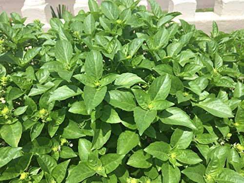 White Basil Plant (Albahaca Blanca)  1 gallon