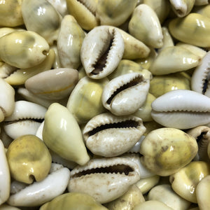 Closed Snails Pack (Cowrie Shells)