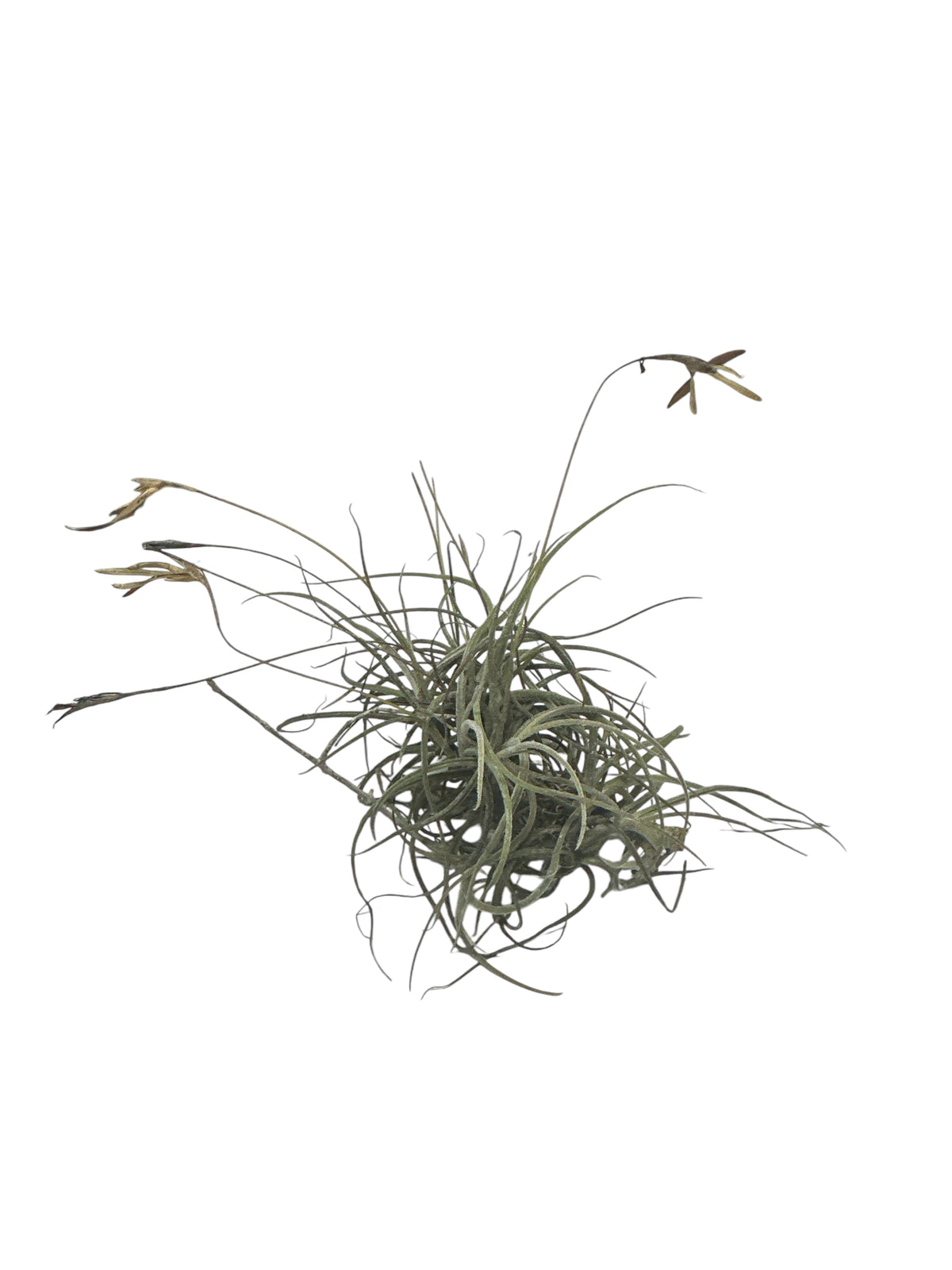 Curujey or Twisted Air Plant 3”-5”