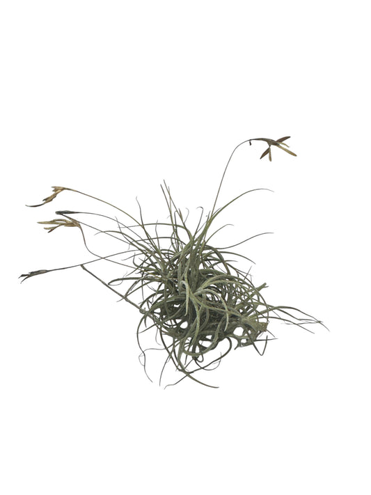 Curujey or Twisted Air Plant 3”-5”