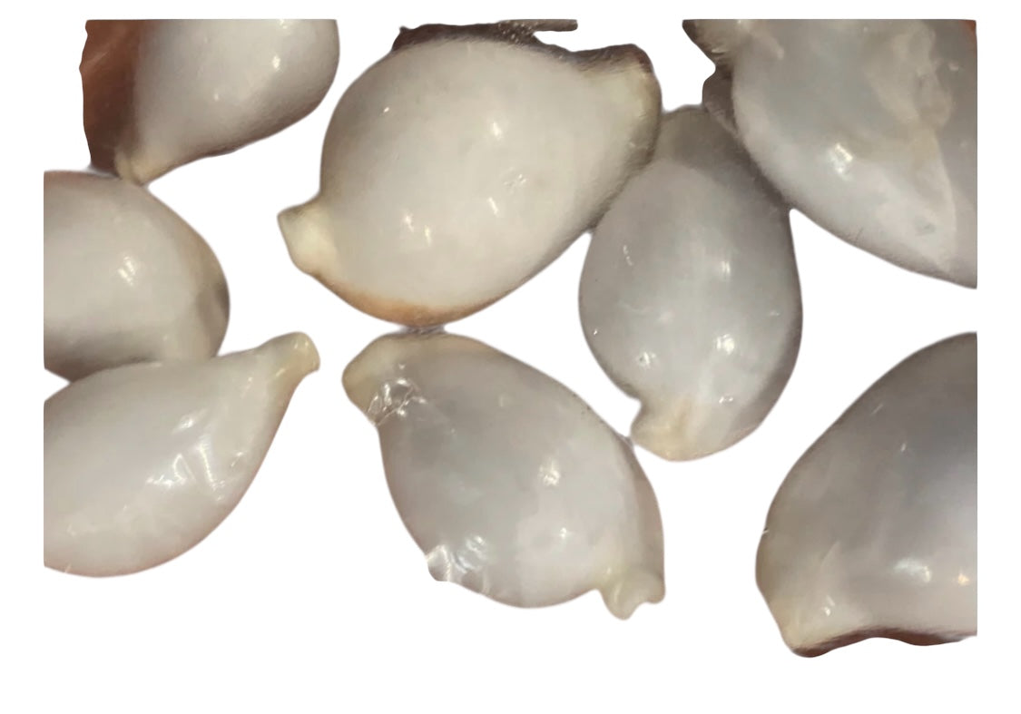 White Iya Aje Snail