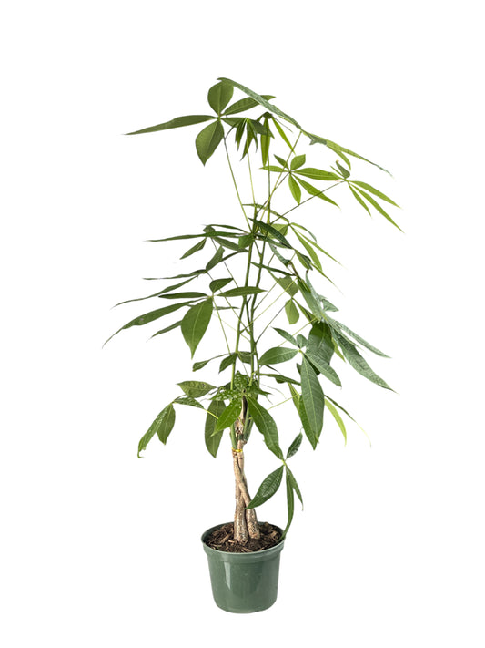 Money Tree Plant