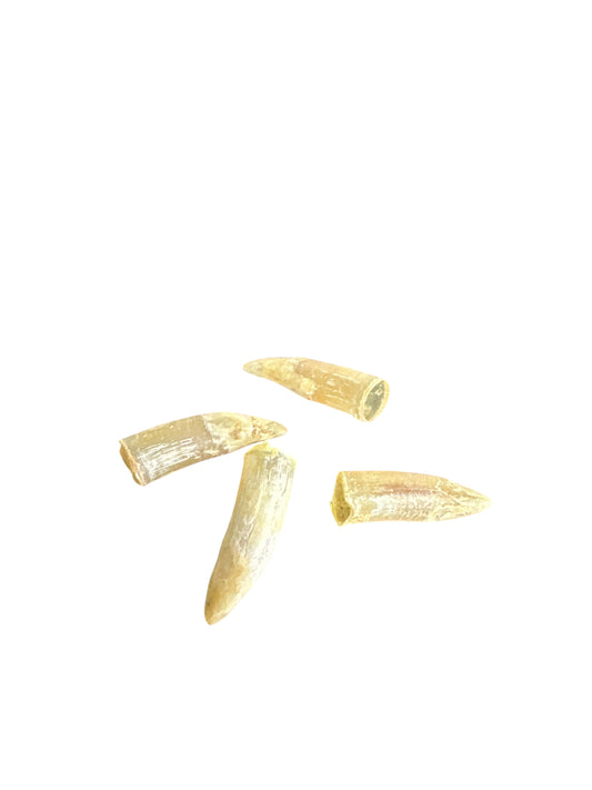 Real Cockspur/ Espuela de gallo (1 unit)