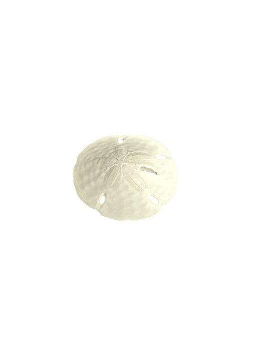 Sea Cookie (galleta de mar)  1”-2.5”