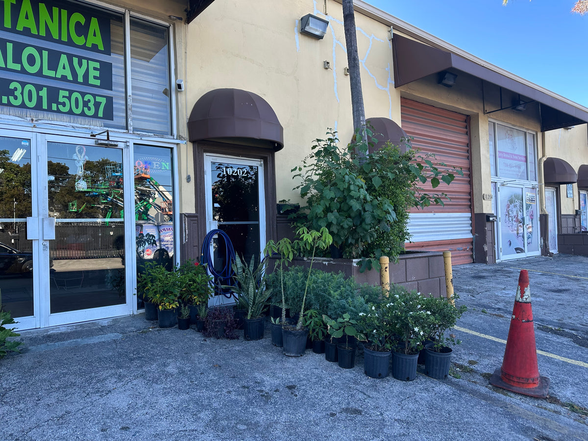 Para Mi Plant
