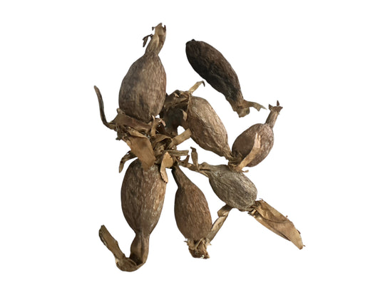 Atare Pod import from nigeria (1 piece)