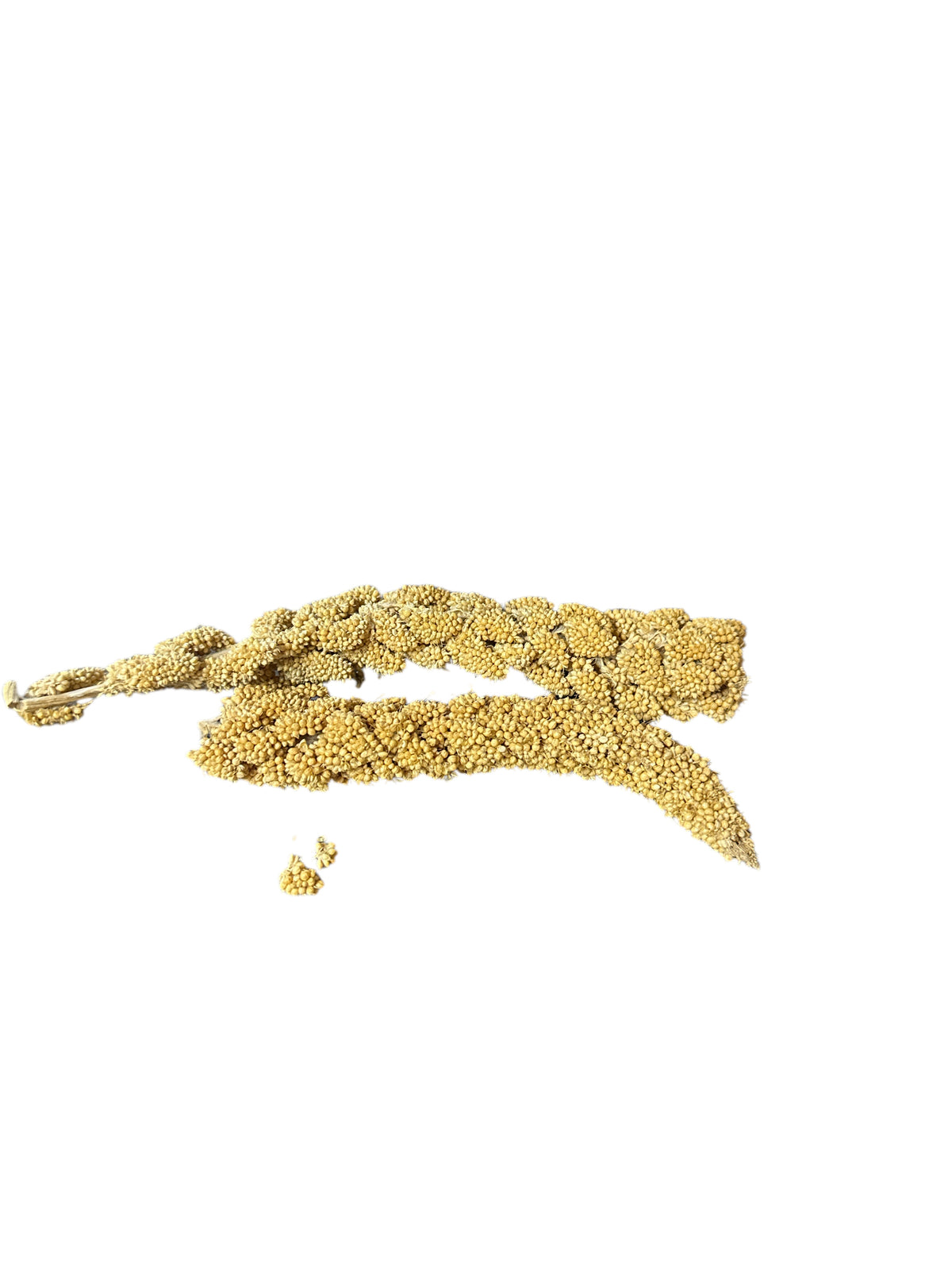 Millet Branch/ Mijo
