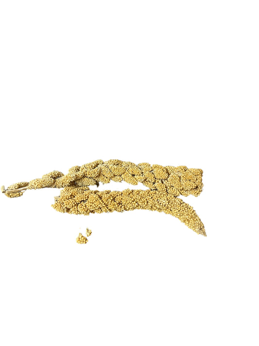 Millet Branch/ Mijo