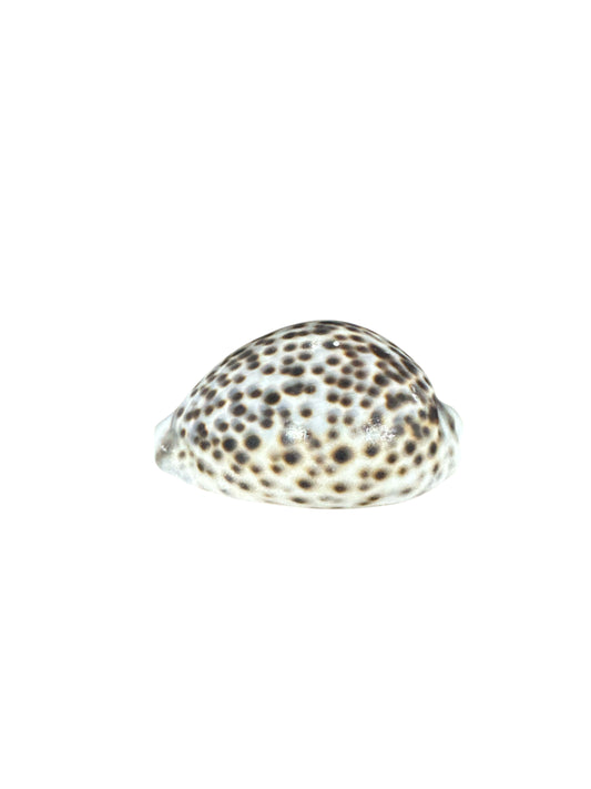 Tiger Snail 4"