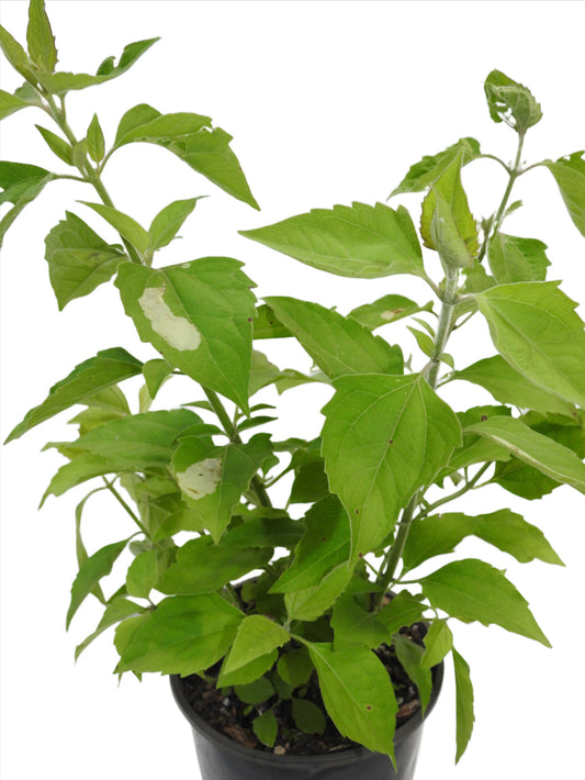 Rompe Saraguey Plant