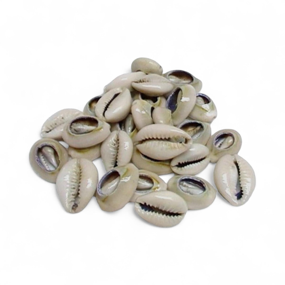 Opened Snail Pack (Cowrie Shells)