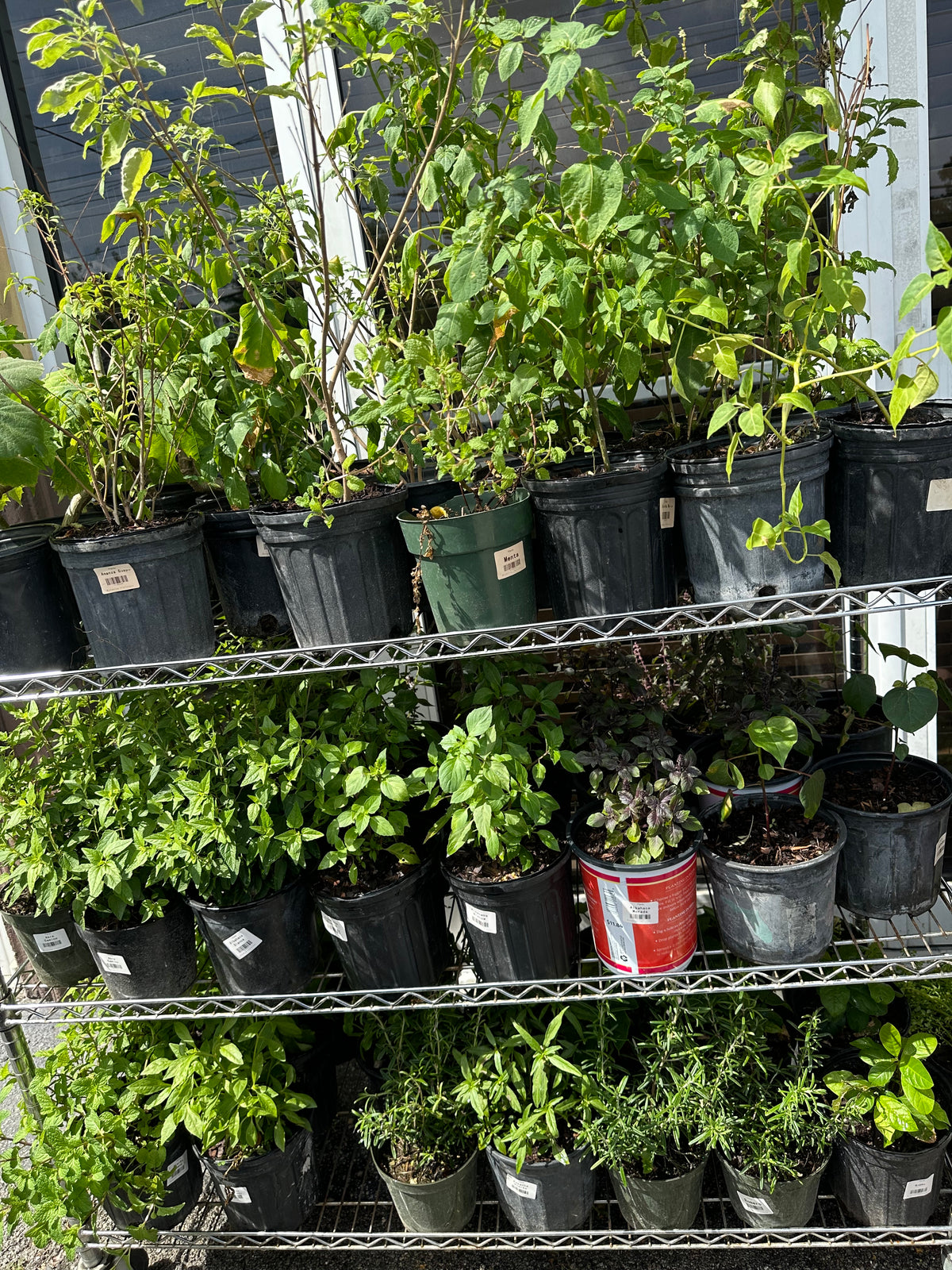 Rue Plant  3 gallons
