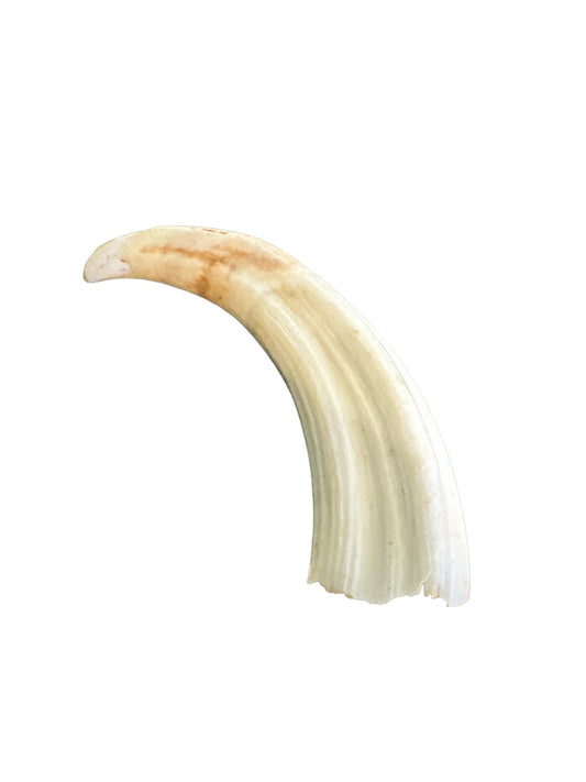 Boar Tooth 4” (Colmillo de Jabali)