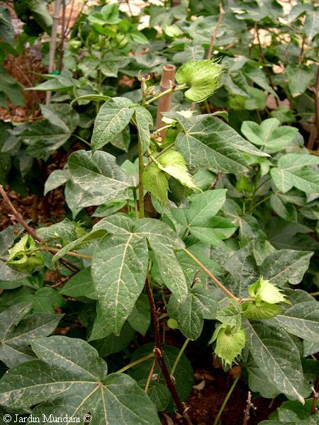 Cotton Plant (Algodon)