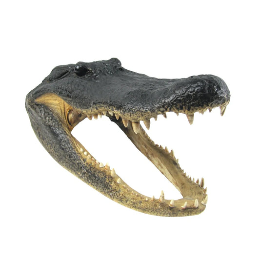 Crocodile Head 6 inches