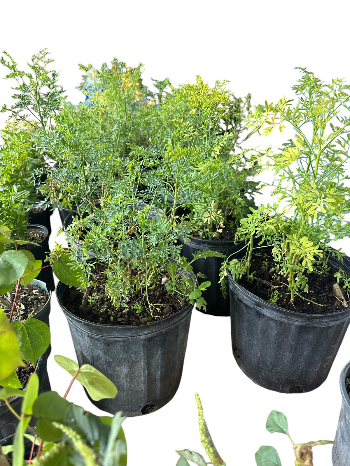 Rue Plant  3 gallons